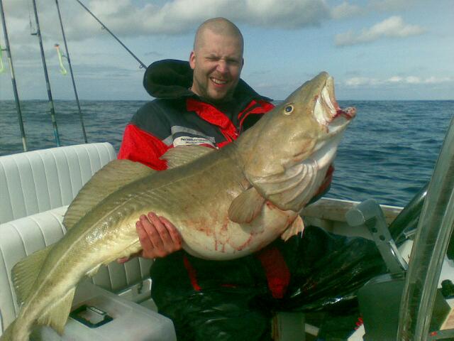 En fet torsk på 23,7 kg